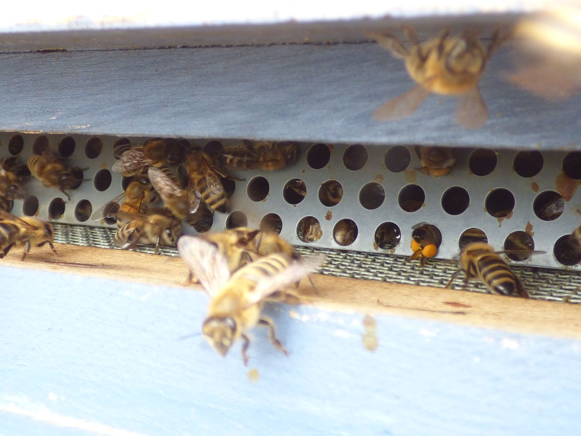 Lochstreifen mit Gitter, die Biene am 4.Loch von rechts, untere Lochleiste, zeigt gut das Prinzip