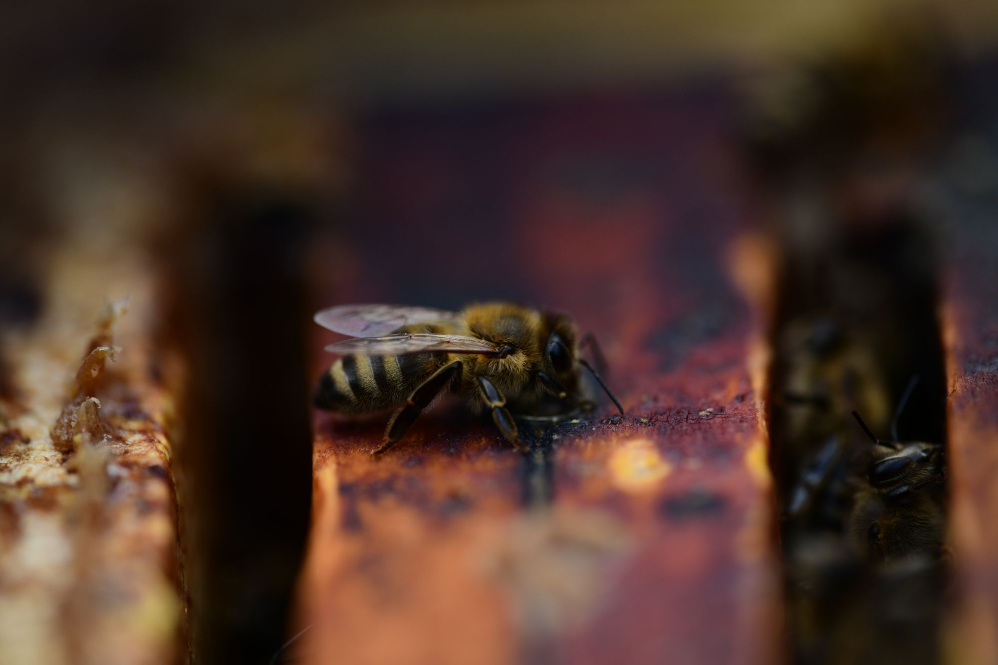 Makrofotos von Bienen (13.08.2023)