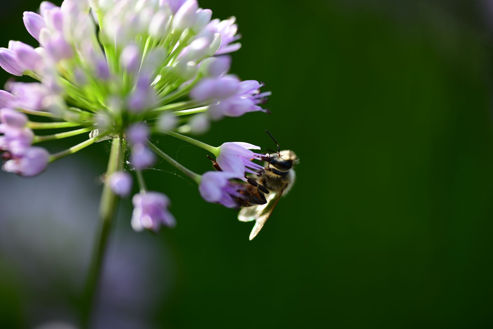 Makrofotos von Bienen (13.08.2023)